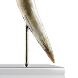 Lamps - Riace table lamp in horn and stainless steel - detail - Arcahorn